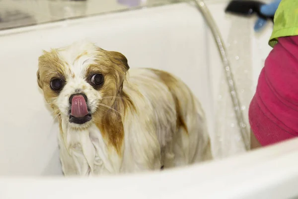 bathing pomeranian dog at the dog hairdresser