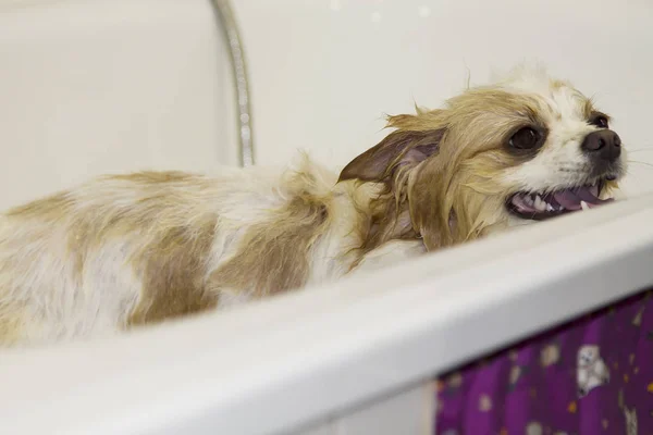 Pommeren Hond Bij Kapper Hond Baden — Stockfoto