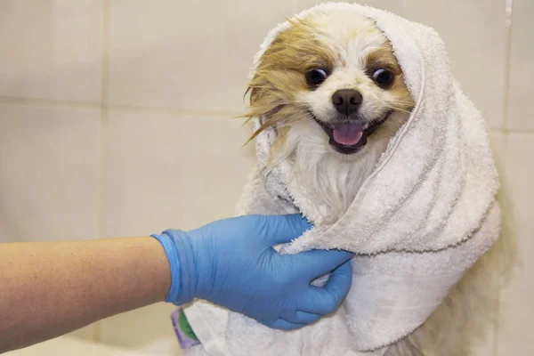 Den Hund Mit Dem Handtuch Trocknen — Stockfoto