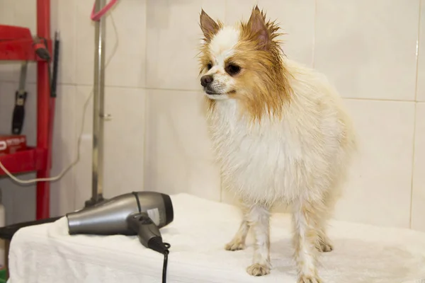 Séchage Chien Avec Sèche Linge Dans Salon Coiffure Chien — Photo