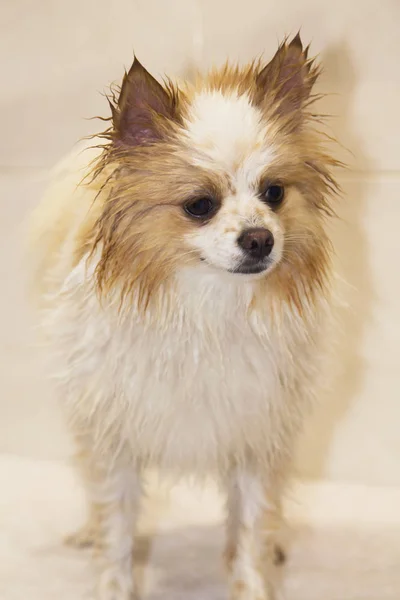 犬の美容室でドライヤーを持つ犬を乾燥 — ストック写真