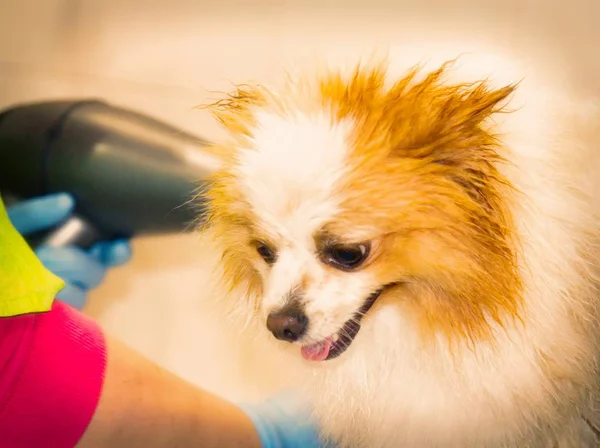 Séchage Chien Avec Sèche Linge Dans Salon Coiffure Chien — Photo