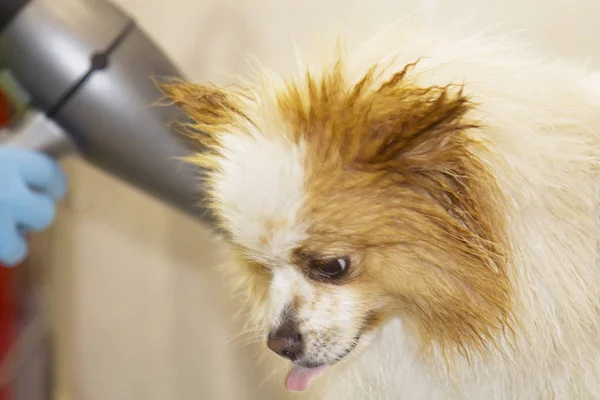 Séchage Chien Avec Sèche Linge Dans Salon Coiffure Chien — Photo