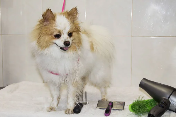 dog in the dog hairdresser