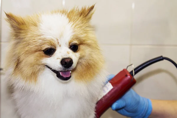 Couper Les Cheveux Chien Chez Coiffeur Chien — Photo