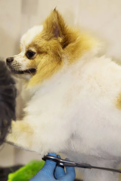 Стрижка Волосся Собаки Собаці Перукар — стокове фото