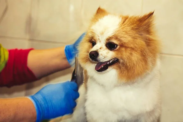 Couper Les Cheveux Chien Chez Coiffeur Chien — Photo