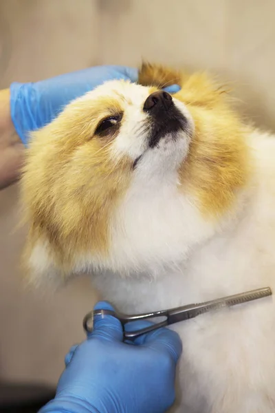 Haare Schneiden Beim Hundefriseur — Stockfoto