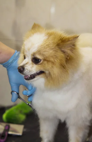 Couper Les Cheveux Chien Chez Coiffeur Chien — Photo