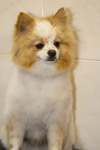 Portret Van Pommeren Hond — Stockfoto