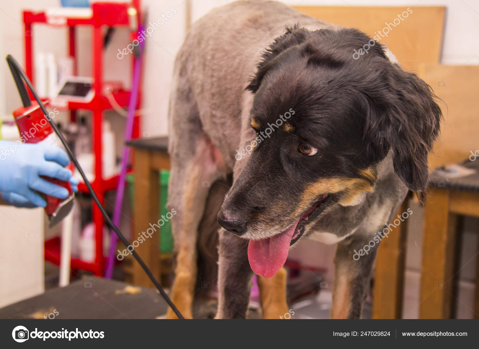 dog hairdresser