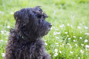 köpek papatyalar alanında portresi