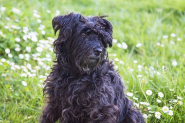 köpek papatyalar alanında portresi