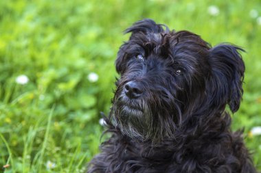 köpek papatyalar alanında portresi