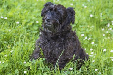 köpek papatyalar alanında portresi