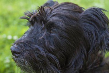 köpek papatyalar alanında portresi