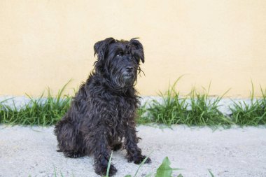 köpek yolda portresi