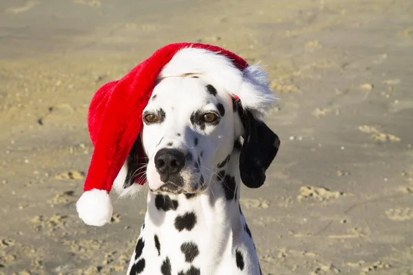 Portret Pies Dalmatyńczyk Santa Claus Kapelusz Wesołych Świąt Bożego Narodzenia — Zdjęcie stockowe