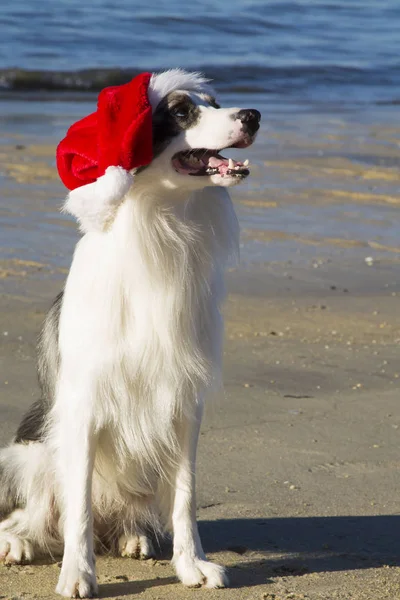 Border Collie Pies Santa Hat Plaży — Zdjęcie stockowe