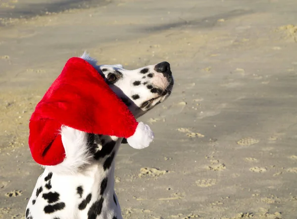 Porträtt Dalmatiska Hund Med Jultomten Hatt God Jul — Stockfoto