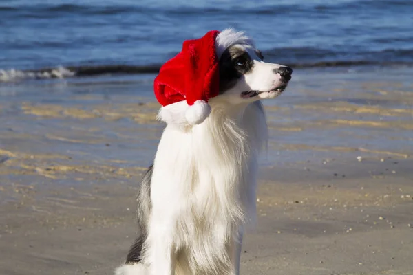 Border Collie Pies Santa Hat Plaży — Zdjęcie stockowe