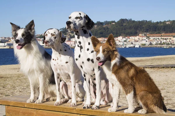 Dalmaçyalı köpekler ve sınır collies portre