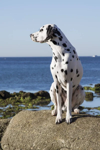 Ritratto Del Cane Dalmata Sulla Spiaggia — Foto Stock