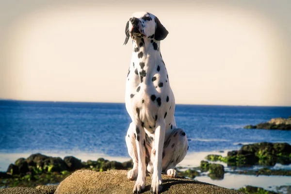 Собака Сидящая Скалах Глядя Море — стоковое фото