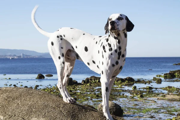 Портрет Далматинской Собаки Пляже — стоковое фото