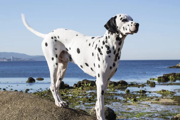 Портрет Далматинской Собаки Пляже — стоковое фото