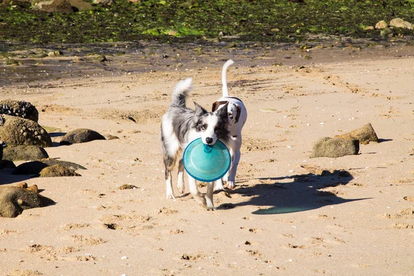 Kenar Kömür Ocağı Köpek Ile Frisbee Kumsalda Oynarken — Stok fotoğraf