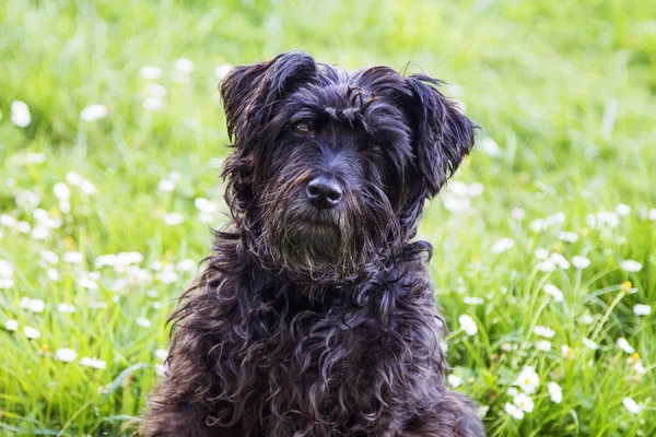 Retrato Perro Campo Las Margaritas — Foto de Stock