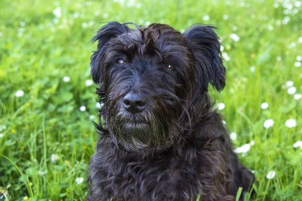 Retrato Perro Campo Las Margaritas — Foto de Stock