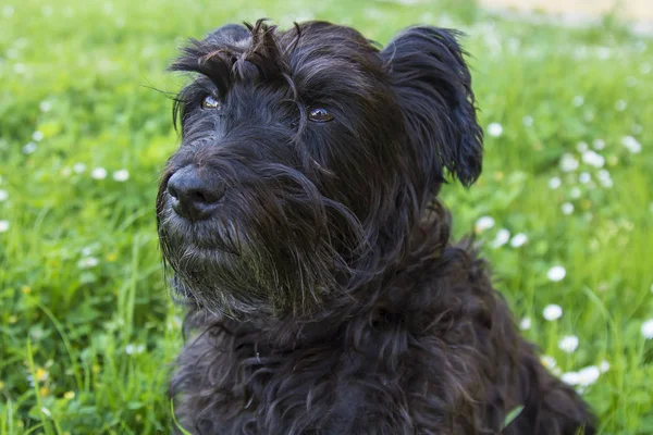 Porträt Eines Hundes Feld Der Gänseblümchen — Stockfoto