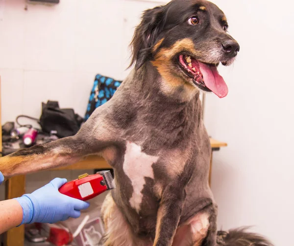 Cutting Hair Dog Dog Hairdresser — Stock Photo, Image