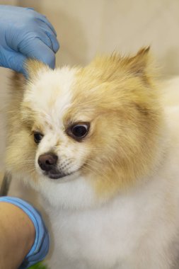 Çivi çiviyi söker Köpek Kuaförü kesme