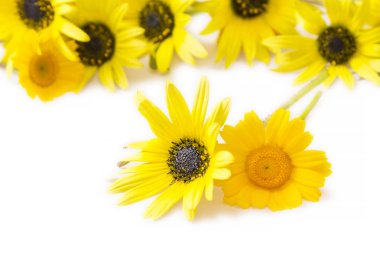 beyaz izole sarı papatyalar