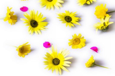 beyaz izole papatyalar