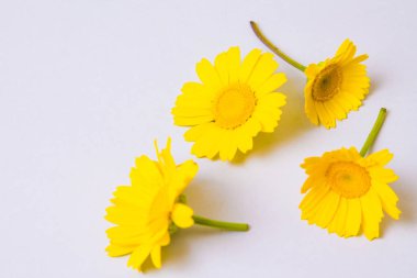 gri arka planda papatyalar