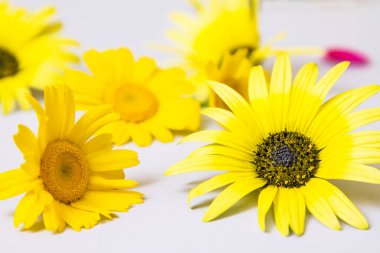 gri arka planda papatyalar