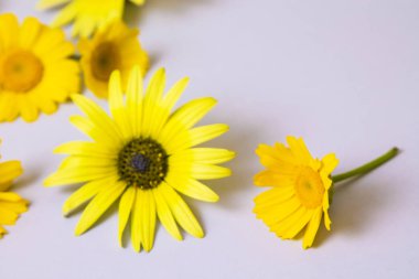 gri arka planda papatyalar