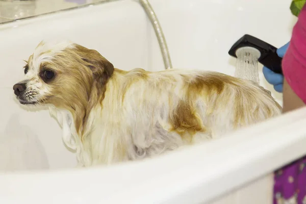 Banho Pomeranian Cão Cabeleireiro Cão — Fotografia de Stock