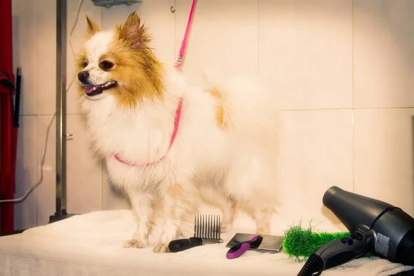 dog in the dog hairdresser