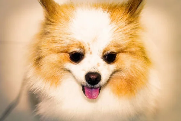 Pomeranian 강아지의 초상화 — 스톡 사진