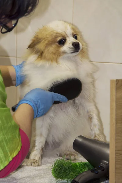 Cutting Hair Dog Dog Hairdresser — Stock Photo, Image