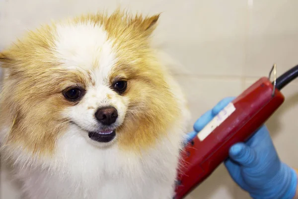 Couper Les Cheveux Chien Chez Coiffeur Chien — Photo