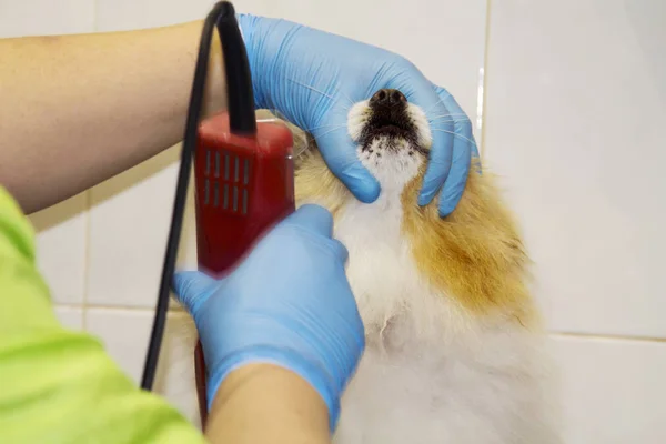 Haare Schneiden Beim Hundefriseur — Stockfoto