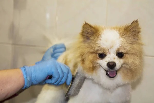 Couper Les Cheveux Chien Chez Coiffeur Chien — Photo