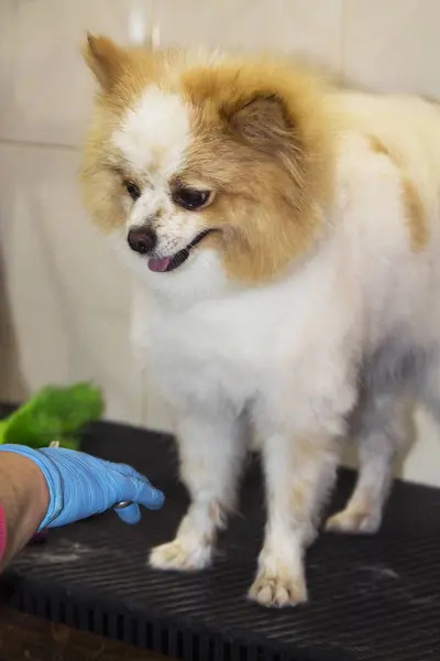 Haare Schneiden Beim Hundefriseur — Stockfoto