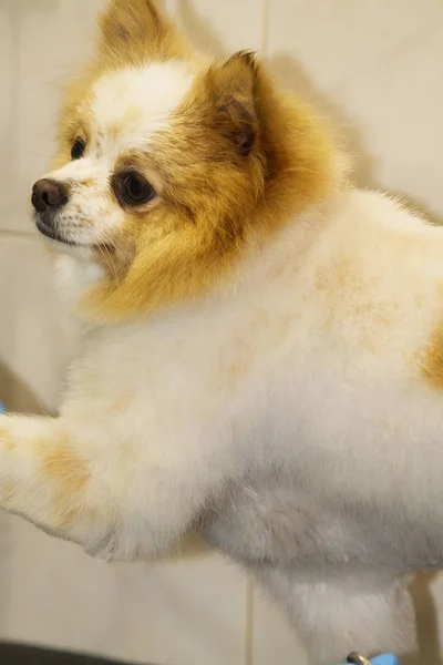 Стрижка Волосся Собаки Собаці Перукар — стокове фото